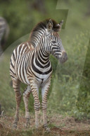 Chapman's Zebra or Plains Zebra (Equus quagga chapmani) foal, Kruger National Park, South Africa