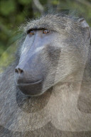 Chacma Baboon (Papio ursinus), Kruger National Park, South Africa