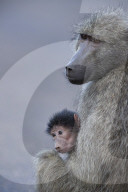 Chacma Baboon (Papio ursinus) mother and infant, Kruger National Park, South Africa