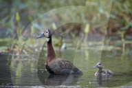 White-Faced Whistling Duck (Dendrocygna viduata) adult and duckling, Kruger National Park, South Africa