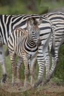 Chapman's Zebra or Plains Zebra (Equus quagga chapmani) foal, Kruger National Park, South Africa