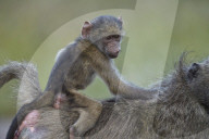 Chacma Baboon (Papio ursinus) infant riding on its mother‚Äôs back, Kruger National Park, South Africa