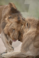 Two male Lion (Panthera leo) greeting each other, Kruger National Park, South Africa