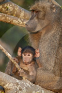 Chacma Baboon (Papio ursinus) mother and infant, Kruger National Park, South Africa