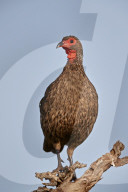 Red-Necked Spurfowl or Red-Necked Francolin (Francolinus afer or Pternistes afer), Kruger National Park, South Africa