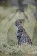Cheetah (Acinonyx jubatus), Kruger National Park, South Africa