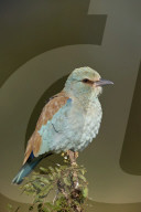 European Roller (Coracias garrulus), Kruger National Park, South Africa