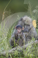 Chacma Baboon (Papio ursinus) infant, Kruger National Park, South Africa