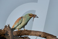 European Roller (Coracias garrulus) with a Jones‚Äô Burrowing Scorpion (Cheloctonus jonesii), Kruger National Park, South Africa