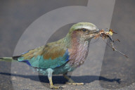Lilac-Breasted Roller (Coracias caudata) with an insect carcass, Kruger National Park, South Africa
