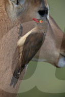 Red-Billed Oxpecker (Buphagus erythrorhynchus) on an impala, Kruger National Park, South Africa
