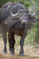 Cape Buffalo or African Buffalo (Syncerus caffer), Kruger National Park, South Africa