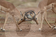 Impala (Aepyceros melampus) bucks sparring, Kruger National Park, South Africa