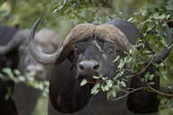 Cape Buffalo or African Buffalo (Syncerus caffer), Kruger National Park, South Africa