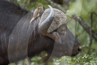 Cape Buffalo (Syncerus caffer) with a Yellow-Billed Oxpecker (Buphagus africanus), Kruger National Park, South Africa