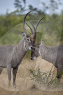 Two Common Waterbuck (Kobus ellipsiprymnus ellipsiprymnus) bucks greeting each other, Kruger National Park, South Africa