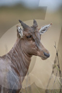 Topi or Tsessebe (Damaliscus lunatus) calf, Kruger National Park, South Africa