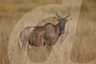 Topi or Tsessebe (Damaliscus lunatus), Kruger National Park, South Africa