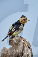 Crested Barbet (Trachyphonus vaillantii), Kruger National Park, South Africa