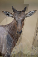 Topi or Tsessebe (Damaliscus lunatus) calf, Kruger National Park, South Africa