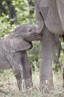Days-old African Elephant (Loxodonta africana) calf, Kruger National Park, South Africa