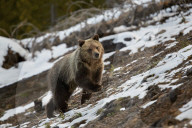 Grizzly Bear (Ursus arctos horribilis), yearling cub, Yellowstone National Park, Wyoming, USA