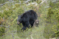 Black Bear (Ursus americanus) sow and chocolate cub-of-the-year, Yellowstone National Park, Wyoming, USA