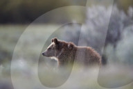 Grizzly Bear (Ursus arctos horribilis), yearling cub, Yellowstone National Park, Wyoming, USA