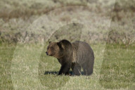 Grizzly Bear (Ursus arctos horribilis), Yellowstone National Park, Wyoming, USA