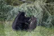 Black Bear (Ursus americanus) sow and yearling cub playing, Yellowstone National Park, Wyoming, USA