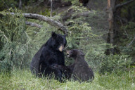 Black Bear (Ursus americanus) sow and yearling cub playing, Yellowstone National Park, Wyoming, USA