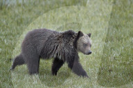 Grizzly Bear (Ursus arctos horribilis), yearling cub, Yellowstone National Park, Wyoming, USA