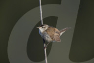 Marsh Wren (Cistothorus palustris), Lac Le Jeune Provincial Park, British Columbia, Canada