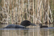 Common Loon (Gavia immer) adult feeding a chick, Lac Le Jeune Provincial Park, British Columbia, Canada