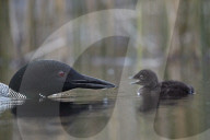 Common Loon (Gavia immer) adult feeding a chick, Lac Le Jeune Provincial Park, British Columbia, Canada