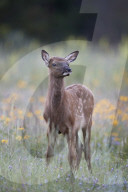 Elk (Cervus canadensis) calf among wildflowers, Jasper National Park, Alberta, Canada