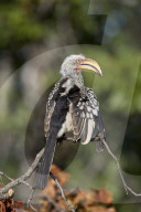 Southern Yellow-Billed Hornbill (Tockus leucomelas), Kruger National Park, South Africa