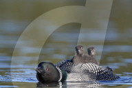 Common Loon (Gavia immer) adult with two chicks on its back, Lac Le Jeune Provincial Park, British Columbia, Canada