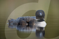 Common Loon (Gavia immer), Lac Le Jeune Provincial Park, British Columbia, Canada
