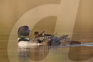 Common Loon (Gavia immer) adult with two chicks, Lac Le Jeune Provincial Park, British Columbia, Canada