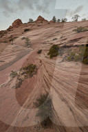 Bushes and trees growing on a sandstone hill, Zion National Park, Utah, USA