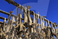 Drying Cod, Ballstad Fishing Village, Lofoten Islands, Nordland County, Norway