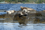 Seals basking on rocks near Garinish Island, Shrone, Beara Peninsular, Wild Atlantic Way, County Cork, Ireland, Eire, Europe