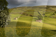 Stone field barns in wild flower meadows, Keld, Swaledale, Yorkshire Dales National Park, North Yorkshire, England, Europe