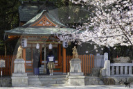 Cherry blossom at Ikuta Jinja shrine, Kobe, Kansai, Japan