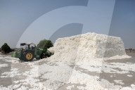 Cotton fibre, hand picked from local cotton fields, being transferred in bulk by digger into the factory for processing, Gujarat