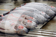 Tuna fish for auction in the early morning market of Tsukiji Shijo, the world's largest fish and seafood market, Tsukiji, Tokyo