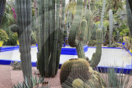 Jardin Majorelle, Gardens, restored by fashion designer Yves Saint Laurent, Marrakesh, Marrakech, Morocco, North Africa