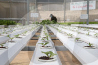 Organic hydroponic vegetable farm. Lettuce rows in greenhouse. Dalat. Vietnam.