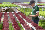 Organic hydroponic vegetable farm. Young man growing organic lettuces. Dalat. Vietnam.
